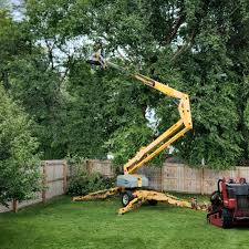 Reliable Hampton, SC Tree Care Solutions