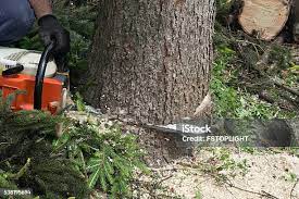 Best Tree and Shrub Care  in Hampton, SC