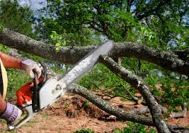 Lawn Pest Prevention in Hampton, SC