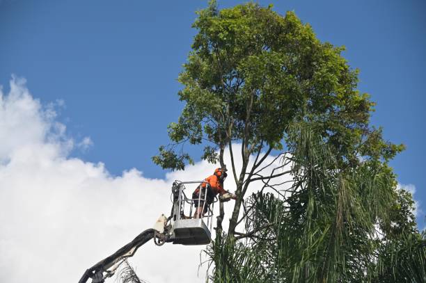 Best Commercial Tree Services  in Hampton, SC