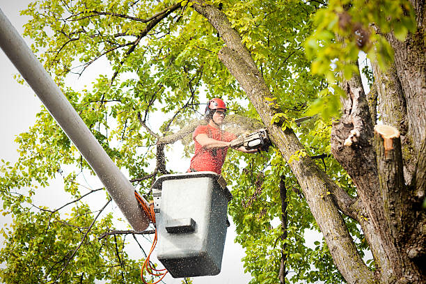 Best Utility Line Clearance  in Hampton, SC